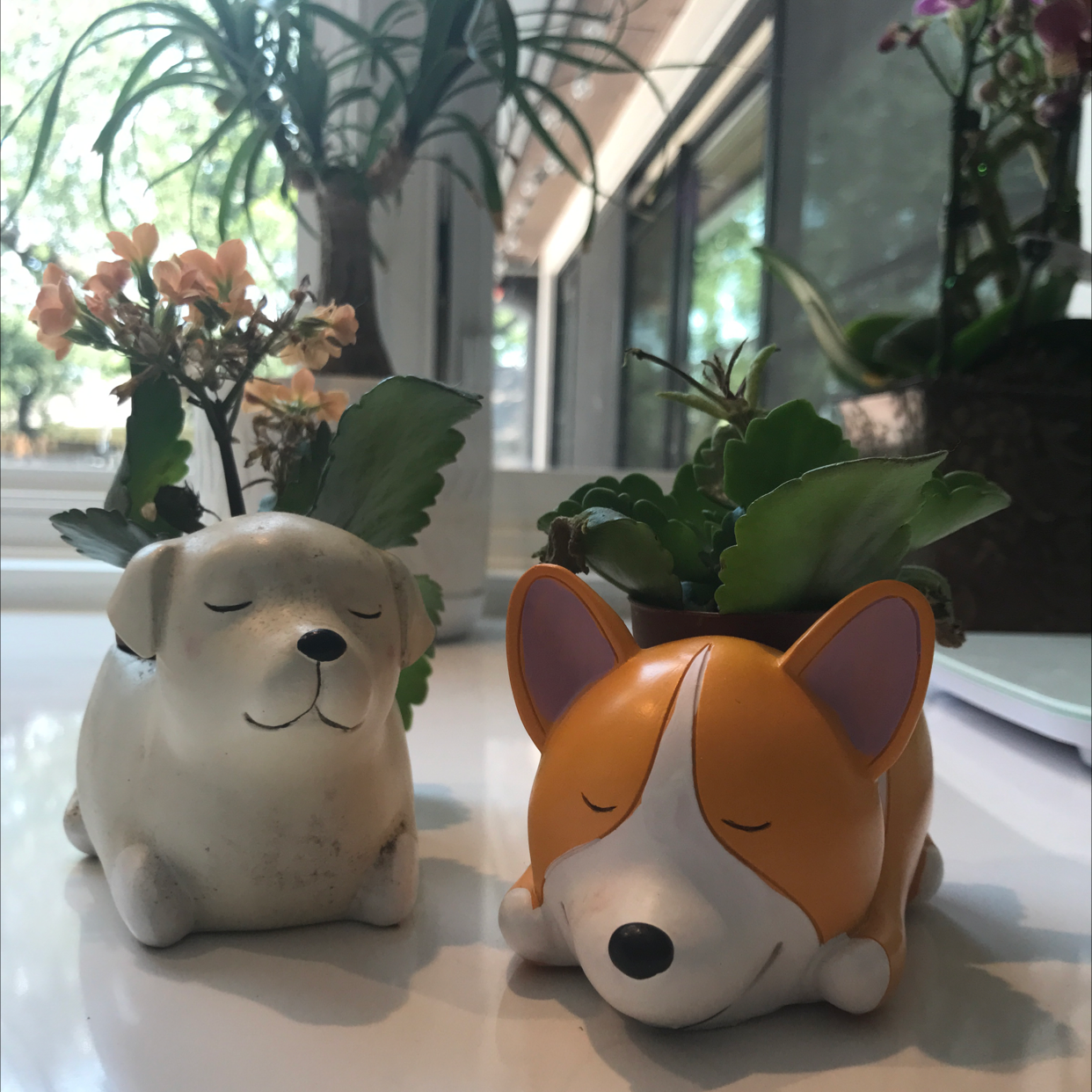 Florist Kalanchoe plant photo by @ella_naats_2134 named Doge and Dogette on Greg, the plant care app.