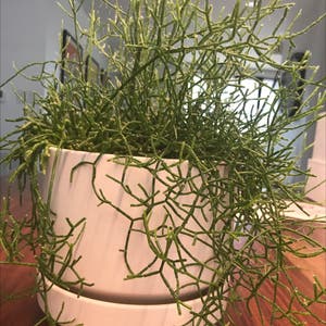 Hairy Stemmed Rhipsalis plant photo by @ella_naats_2134 named Afro on Greg, the plant care app.