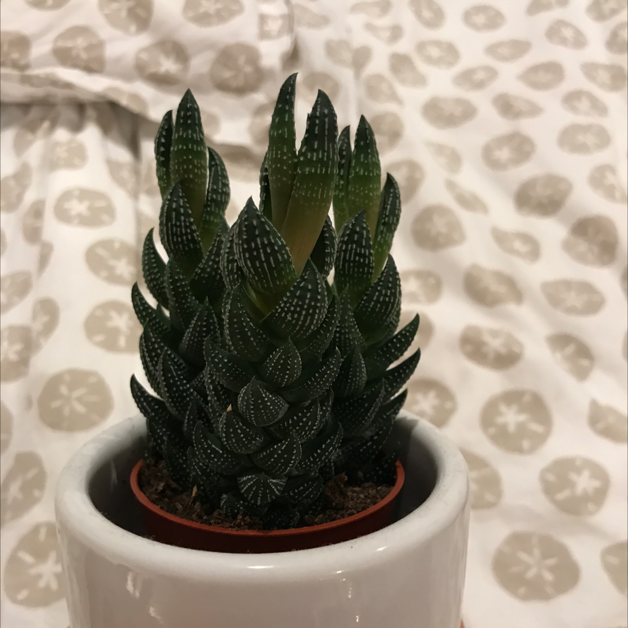 Zebra Plant plant photo by @ella_naats_2134 named Speckles on Greg, the plant care app.