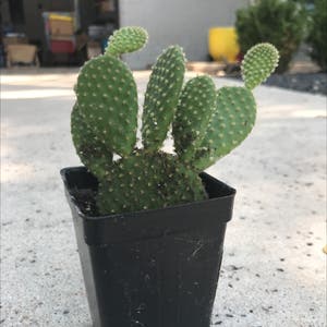 Bunny Ears Cactus plant photo by @ella_naats_2134 named pook on Greg, the plant care app.