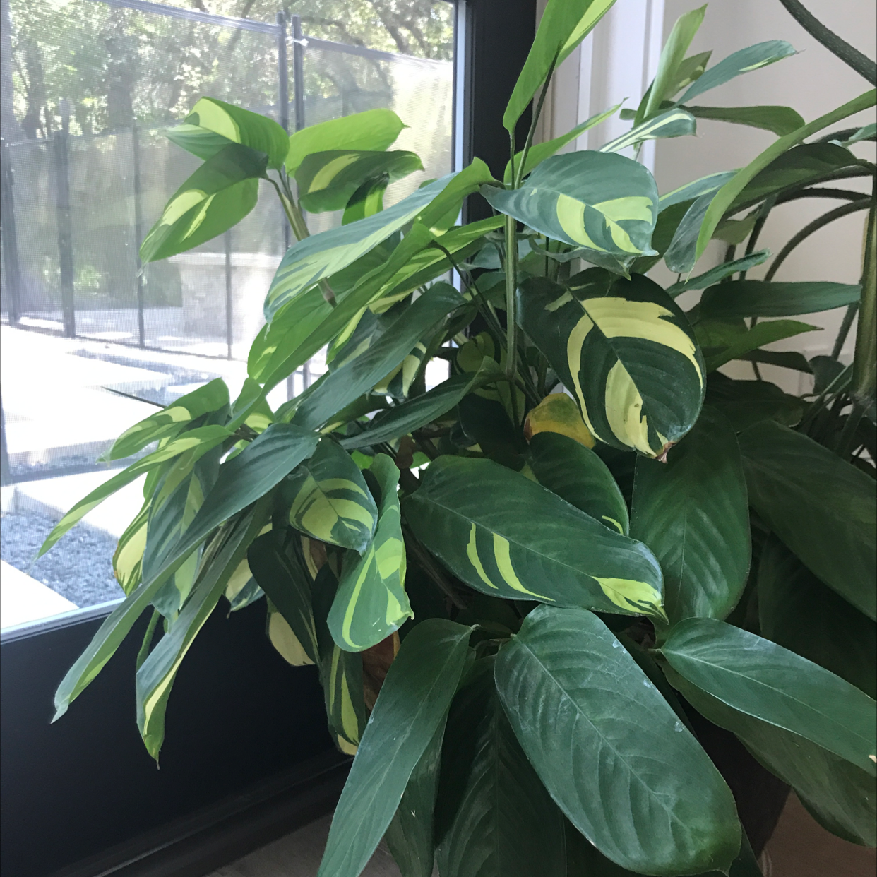Photo of the plant species Bamburanta Plant by @ella_naats_2134 named Baby Loo on Greg, the plant care app