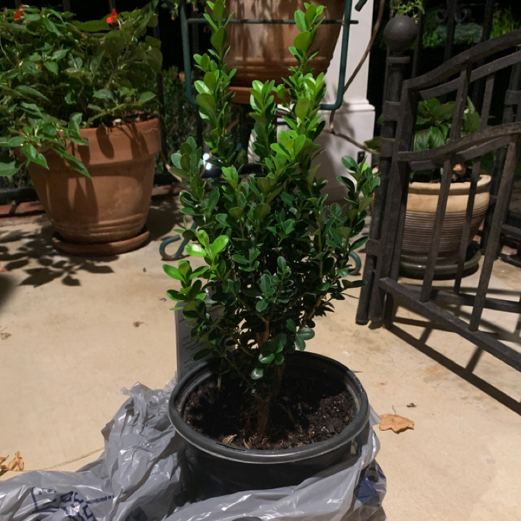 Healthy common boxwood shrub with dense green foliage growing in a black plastic nursery pot, well-framed and in focus.