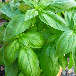 Sweet Basil plant in Wantagh, New York