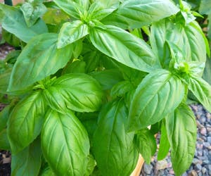Sweet Basil plant photo by Jonathan named Coco on Greg, the plant care app.
