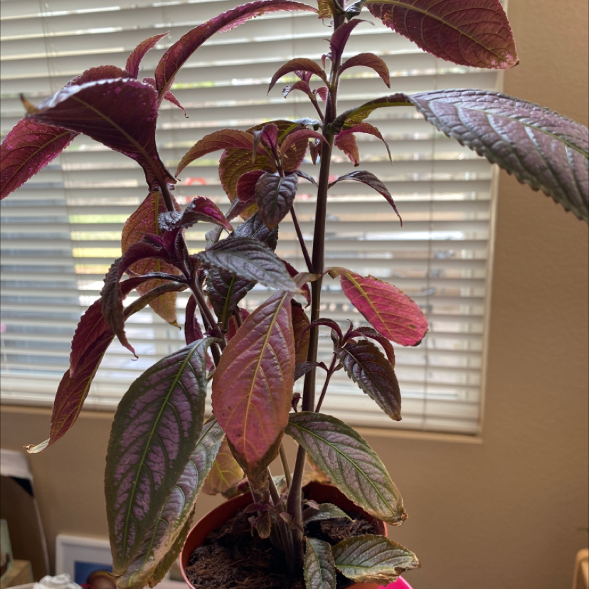 Persian Shield plant with vibrant purple and green leaves near a window.