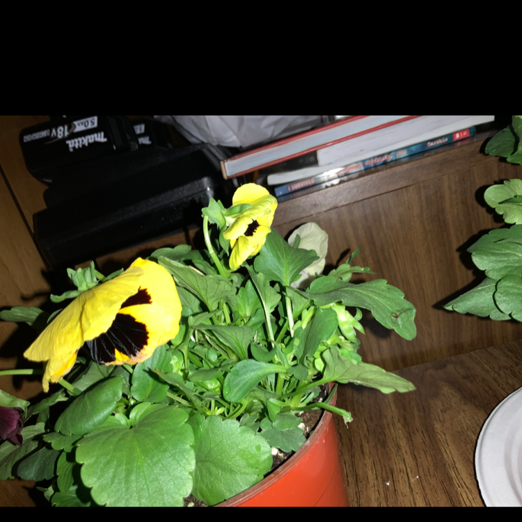 Photo of the plant species California Golden Violet by Yeet named Your plant on Greg, the plant care app