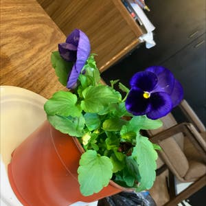 Wild Pansy plant photo by Yeet named Big blue on Greg, the plant care app.