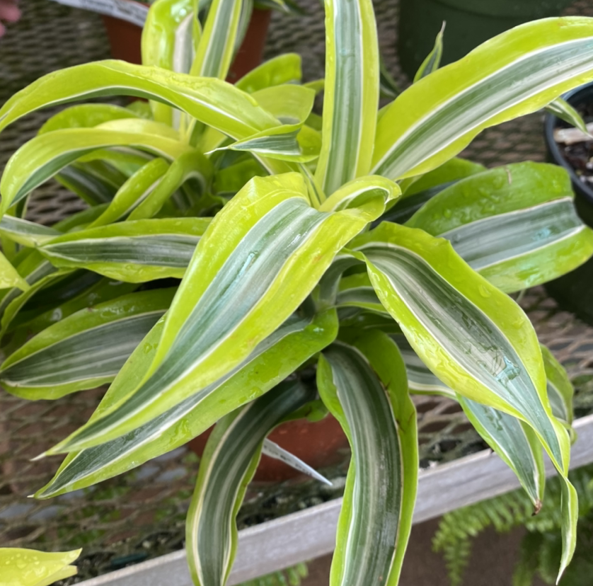 Dracaena 'Lemon Lime' plant with vibrant green and yellow striped leaves.