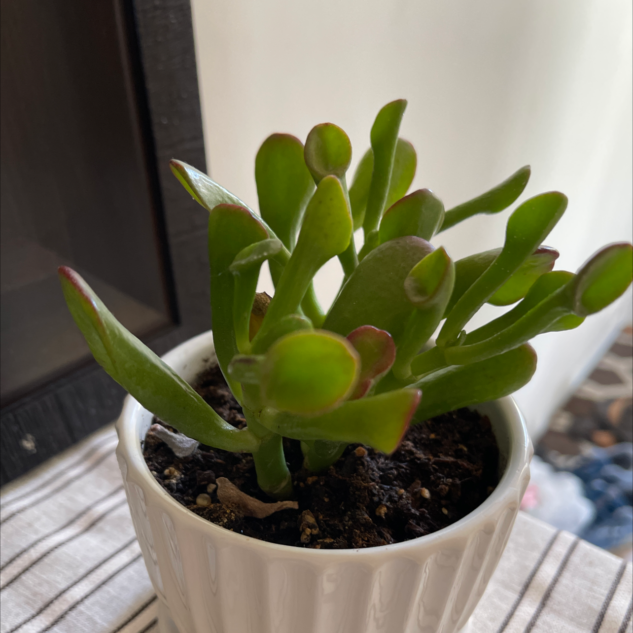 Lucky Plant plant photo by @Sandyrpxalot named Loopy on Greg, the plant care app.
