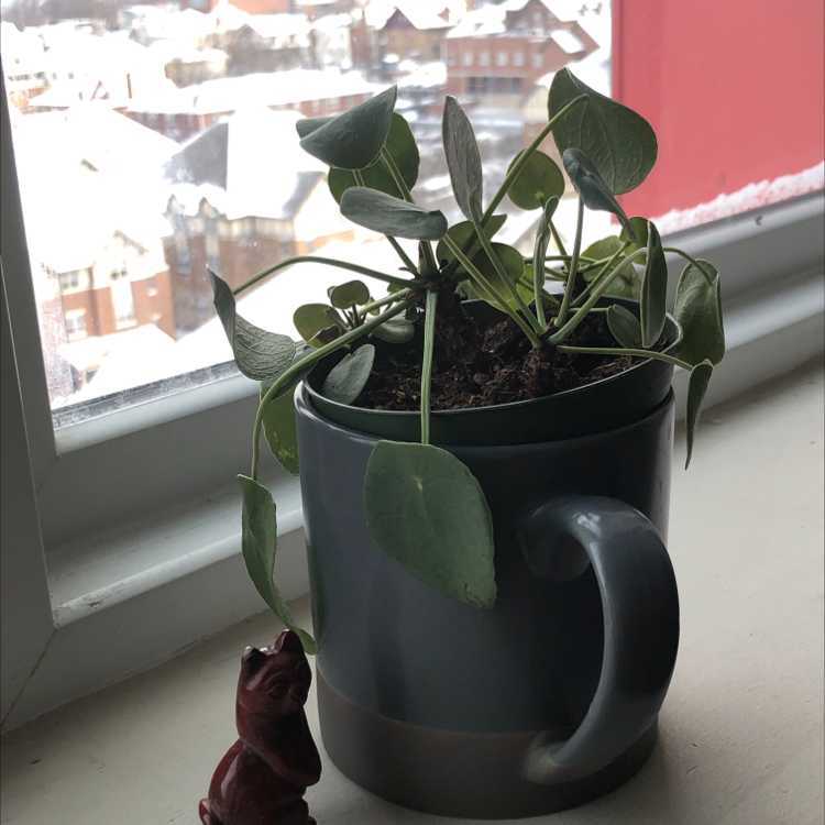 Chinese Money Plant plant photo by Ryan named Tobi on Greg, the plant care app.