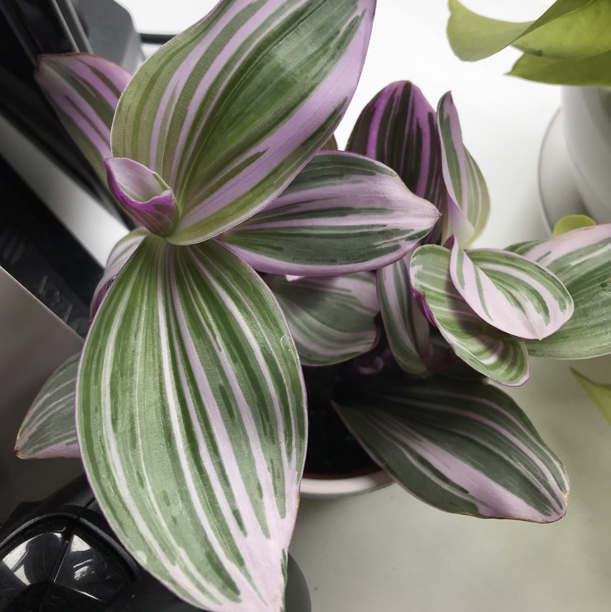 Lilac Tradescantia plant with vibrant green and purple striped leaves.