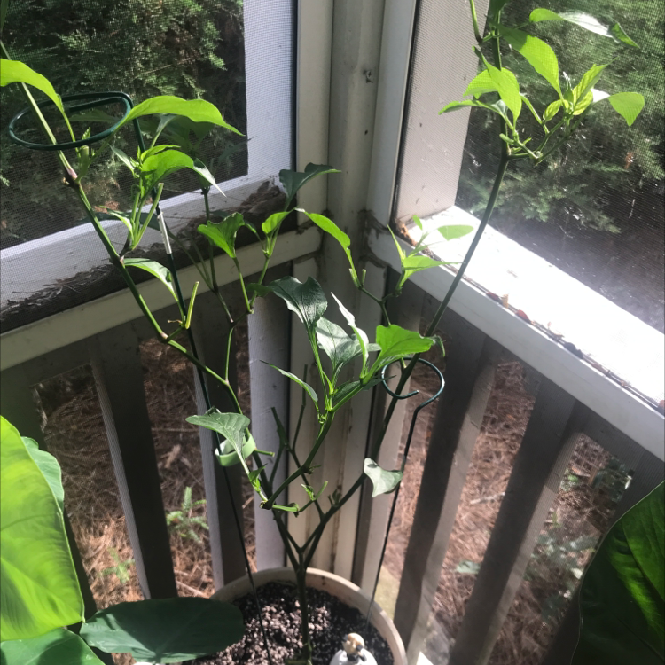 Jalapeño Pepper plant in a pot on a porch with visible soil and green leaves.