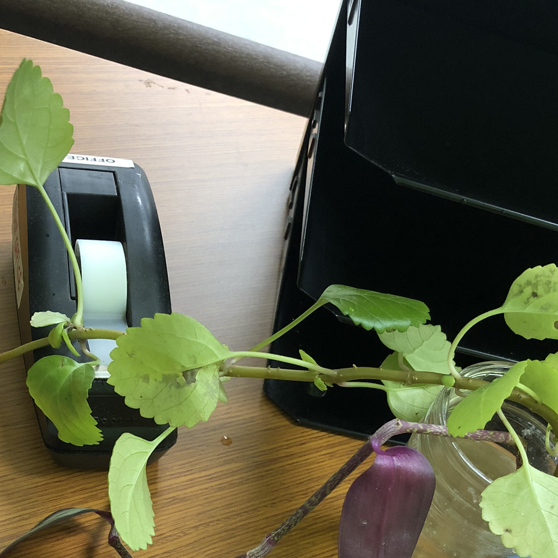 Swedish Ivy plant in a glass jar with visible soil, next to a tape dispenser and a black object.