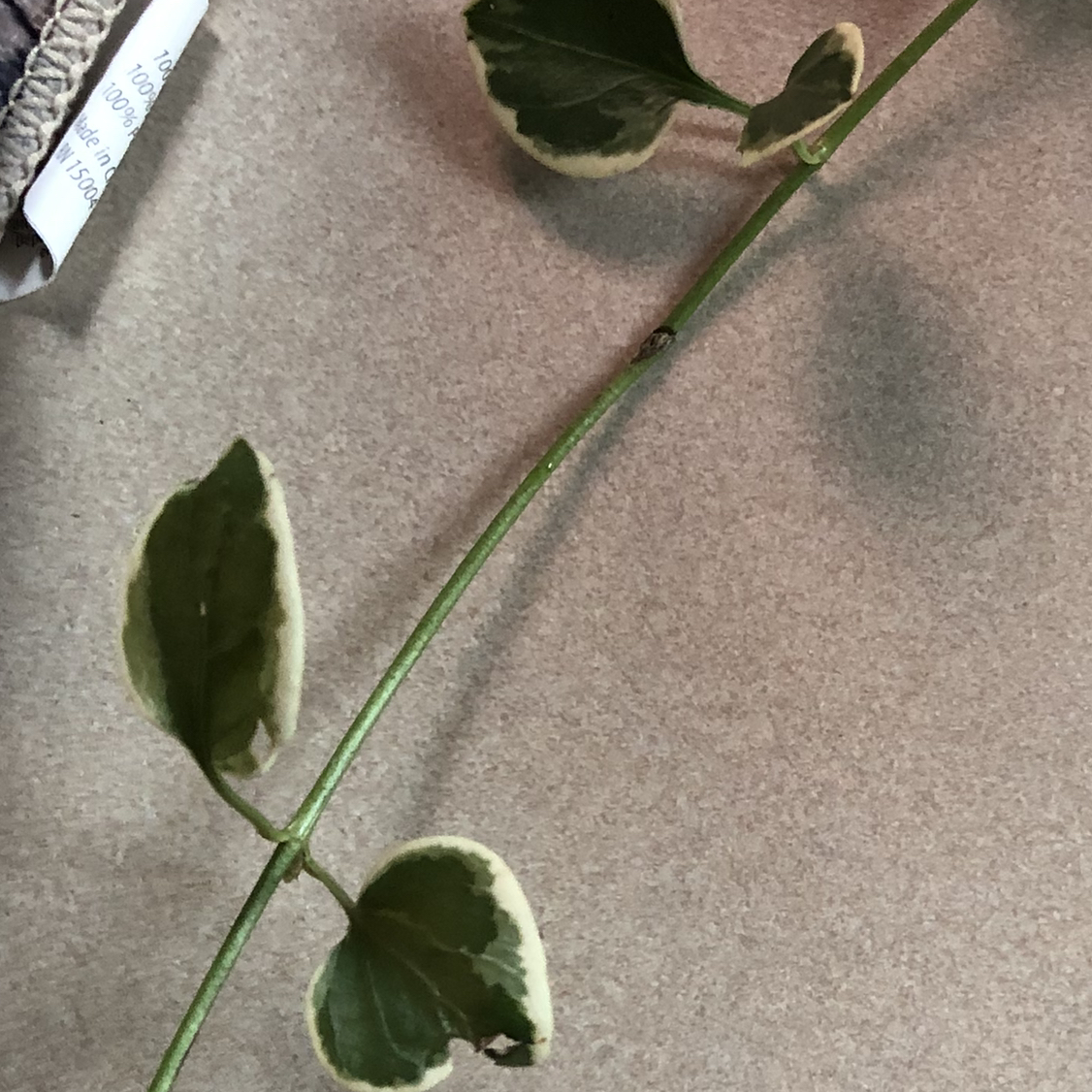 Healthy greater periwinkle plant with glossy green leaves and trailing stems in potting soil, image mostly in focus.