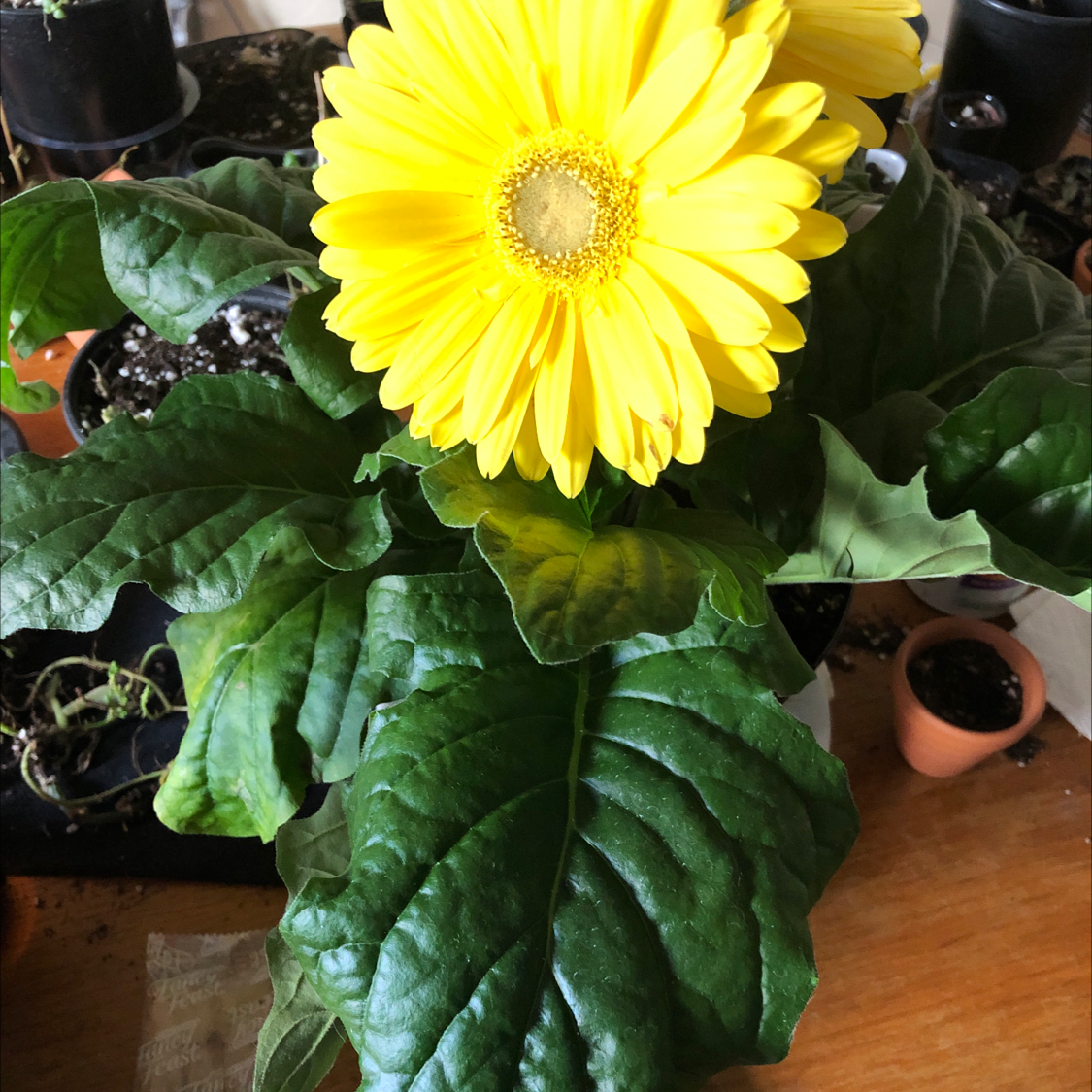 Gerbera plant with a yellow flower and healthy green leaves.