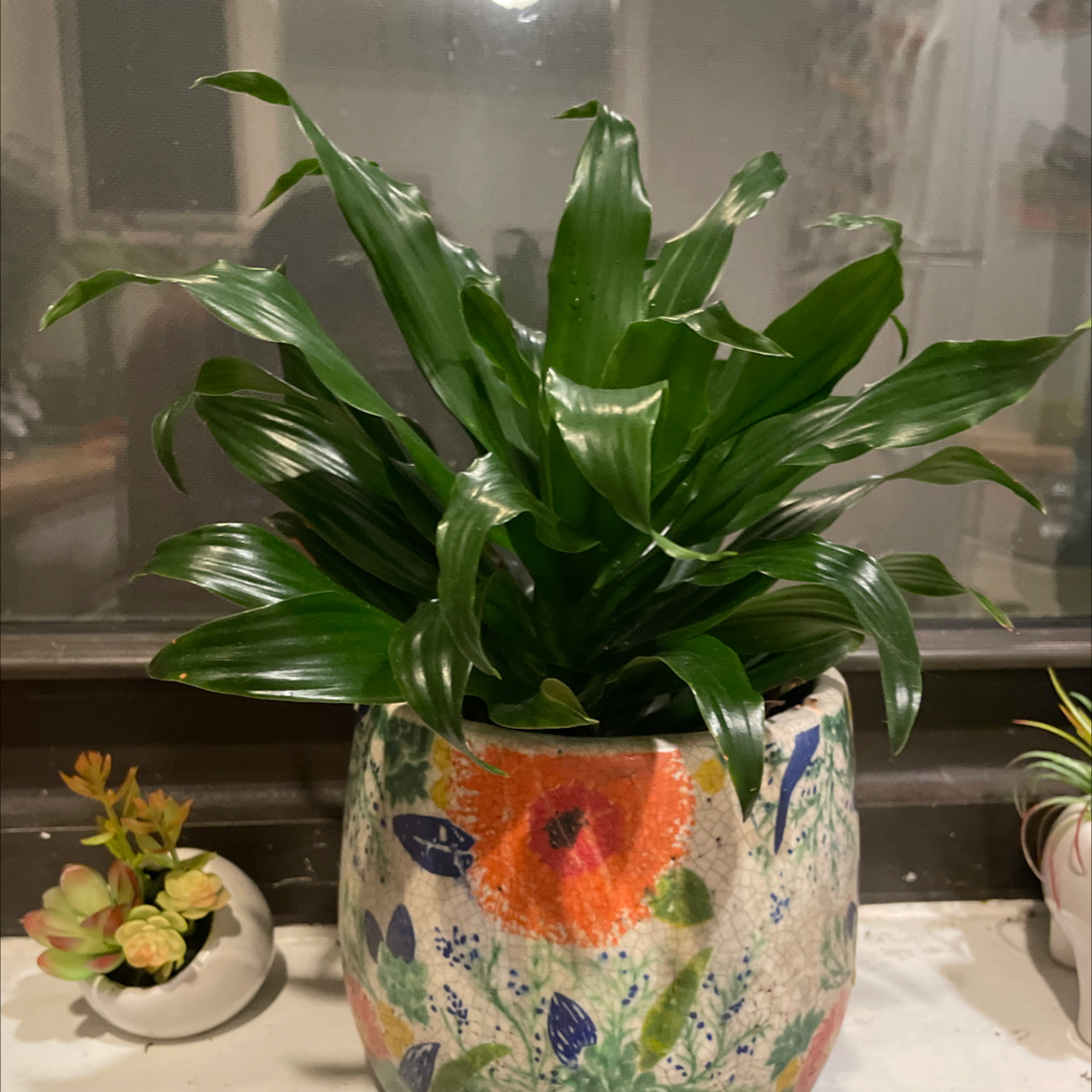 Dracaena 'Janet Craig Compacta' plant in a decorative pot with vibrant green leaves.