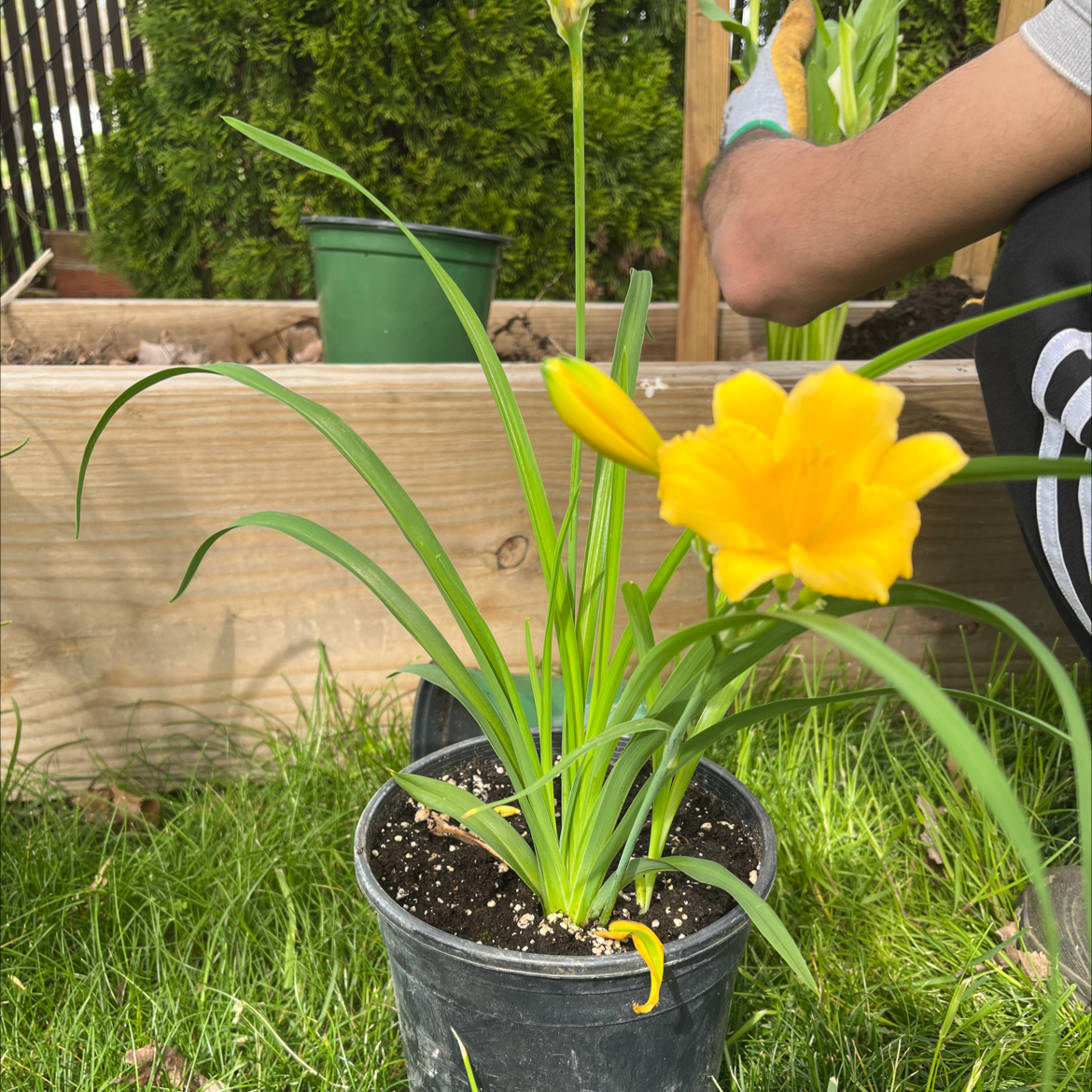 Potted Yellow Daylily plant with vibrant yellow flowers and a person interacting with it.