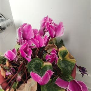 Persian Cyclamen plant photo by Kshaunish named Living Room Baby on Greg, the plant care app.