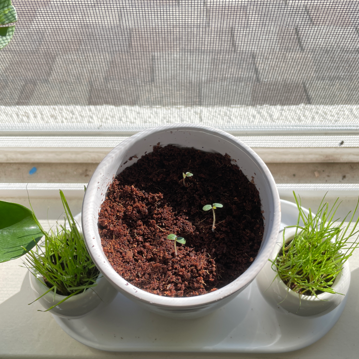 Photo of the plant species China Rose by @ParkerEr named Terra, Kerra, and Sarah on Greg, the plant care app