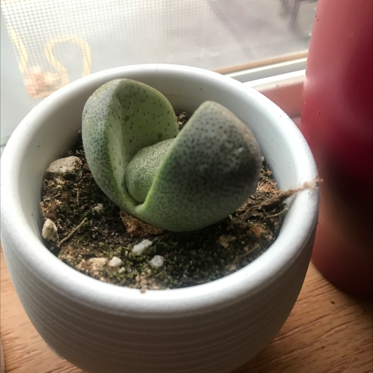Split Rock plant (Pleiospilos nelii) in a white pot with visible soil.