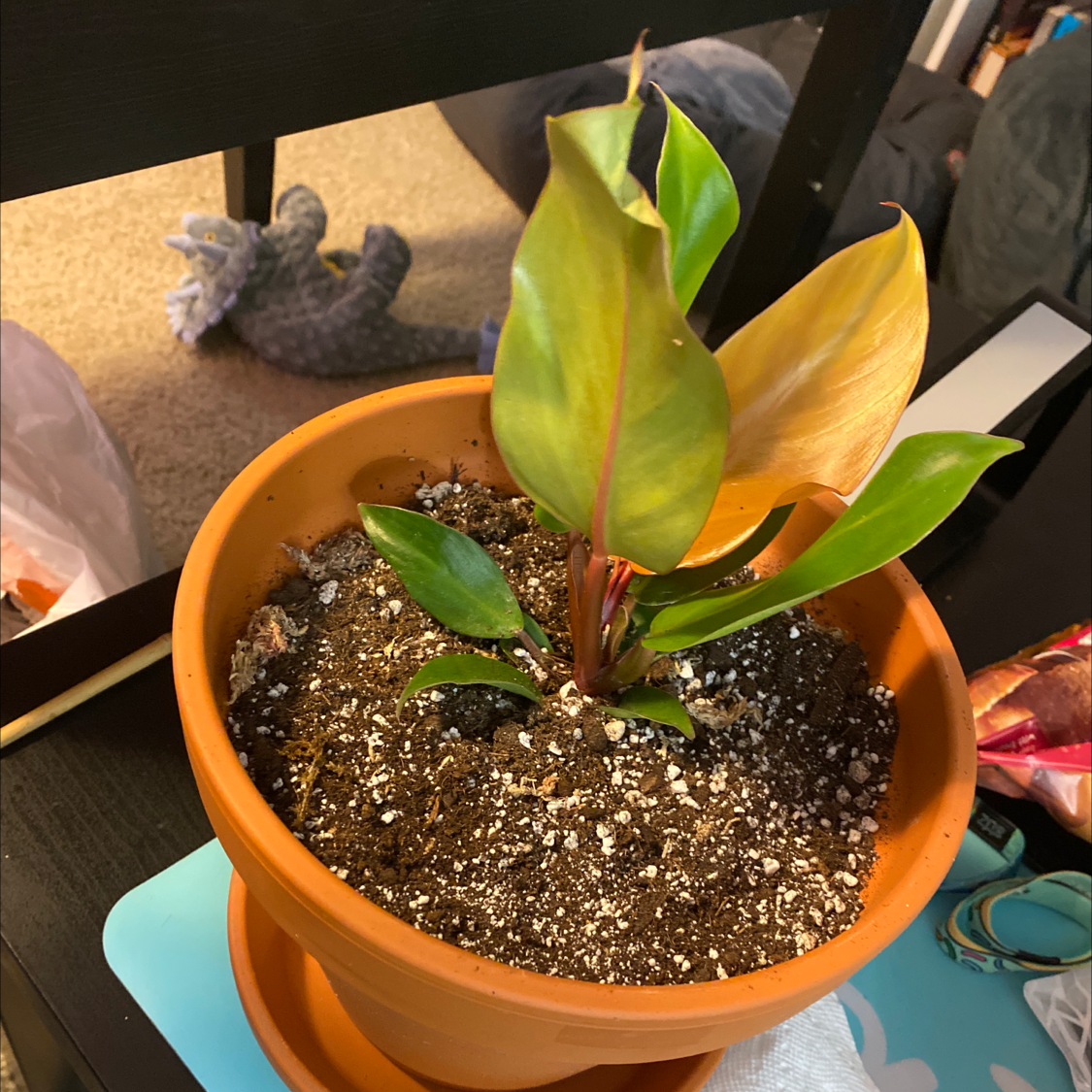 Potted McColley's Finale plant with some yellowing and browning leaves.