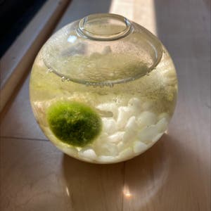 Marimo Moss Ball Care Tips - Delineate Your Dwelling