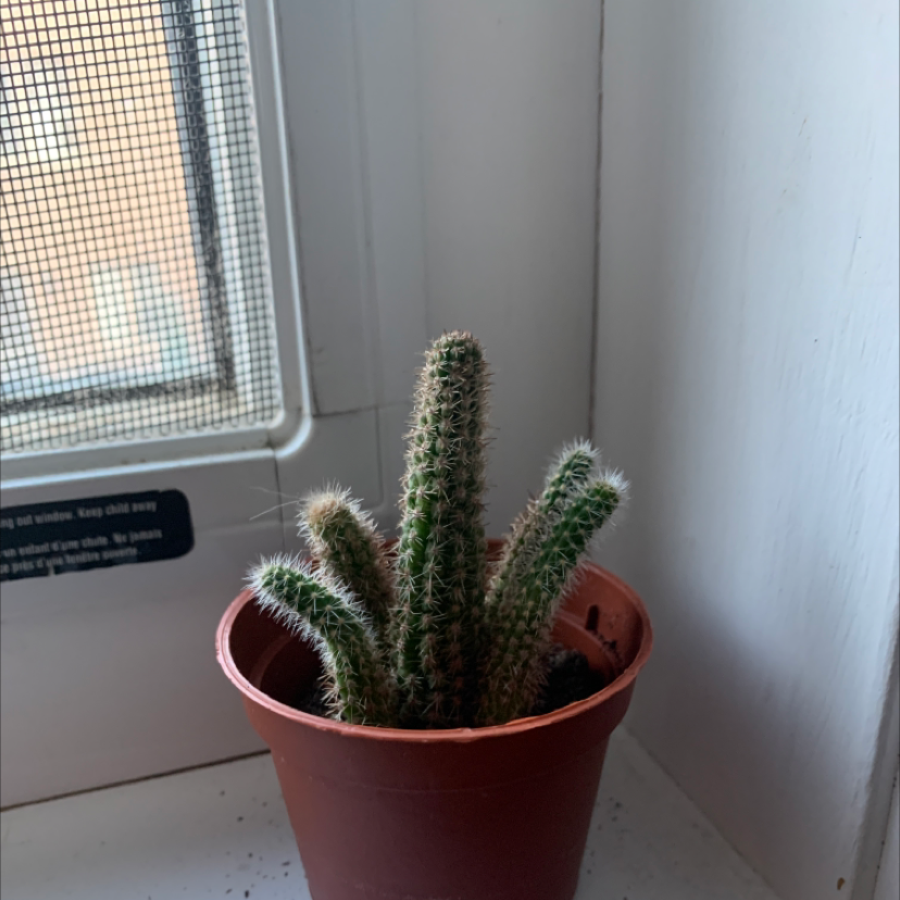 Rat Tail Cactus in a small pot near a window, appears healthy.