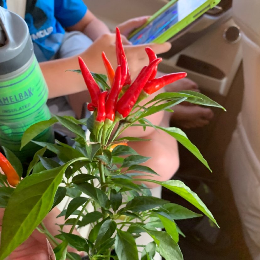 Ornamental Pepper plant with red peppers and green leaves, held indoors.
