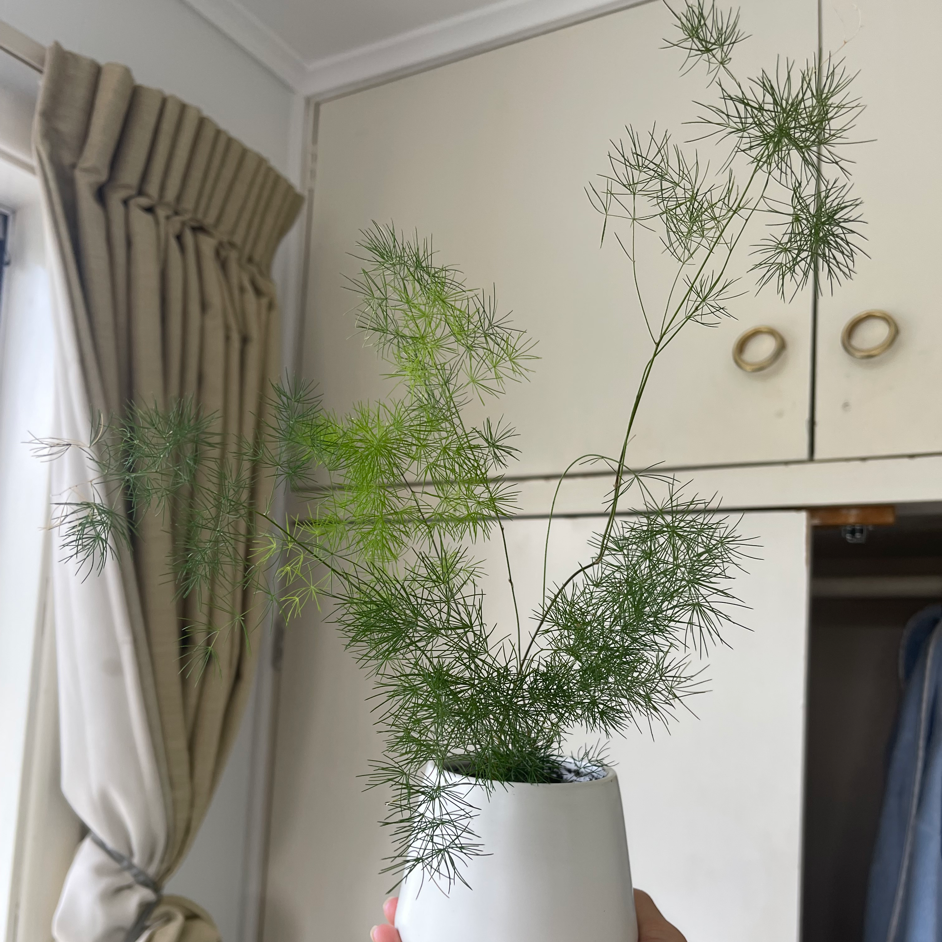 Common Fennel plant in a white pot with green, feathery leaves.