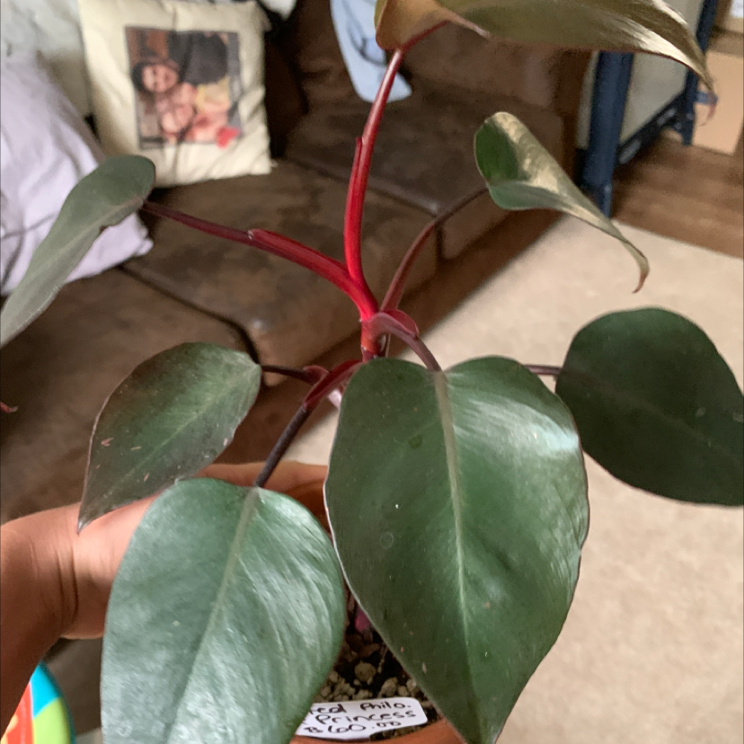 Photo of the plant species Pink Princess Philodendron by @Bswovez92 named Pervert on Greg, the plant care app