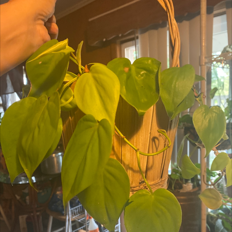 Philodendron Scandens plant photo by Amanda named Lemon lime ivy on Greg, the plant care app.