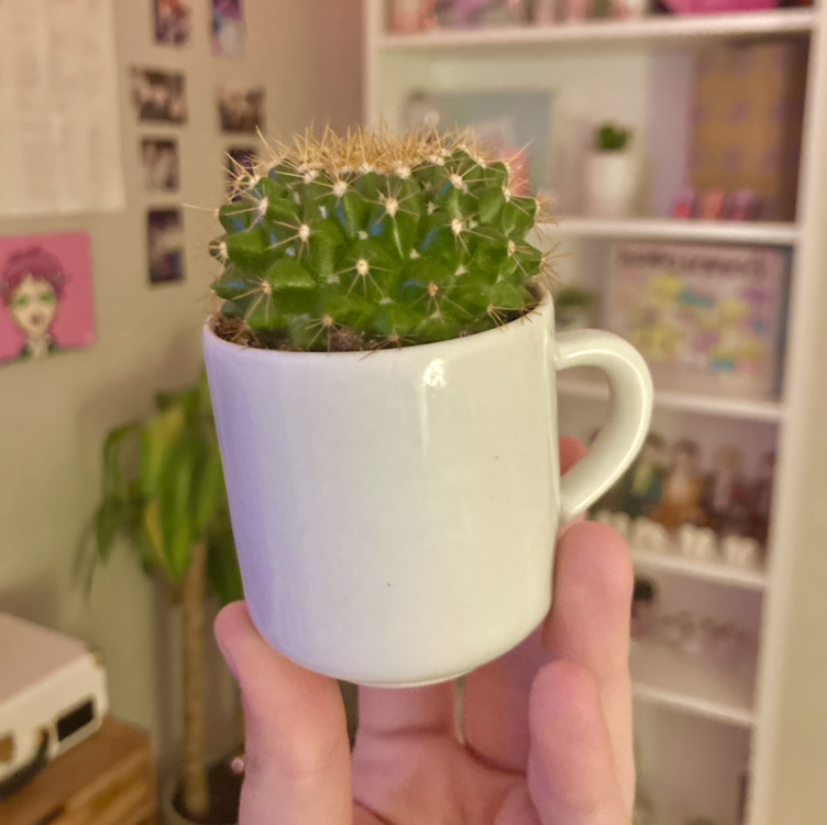 Golden Barrel Cactus plant photo by @miamcgregor named Stella on Greg, the plant care app.