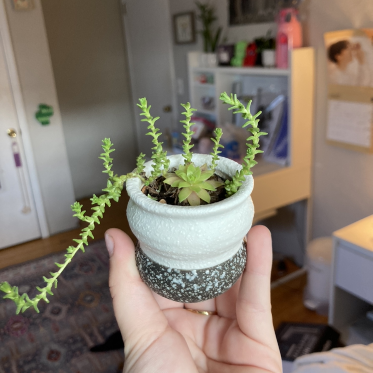 A healthy Annual Stonecrop plant in a small pot, held by a hand indoors.