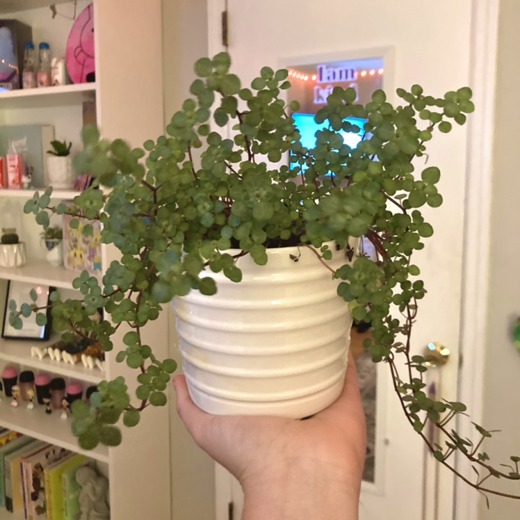Maidenhair Vine plant photo by @miamcgregor named luca on Greg, the plant care app.