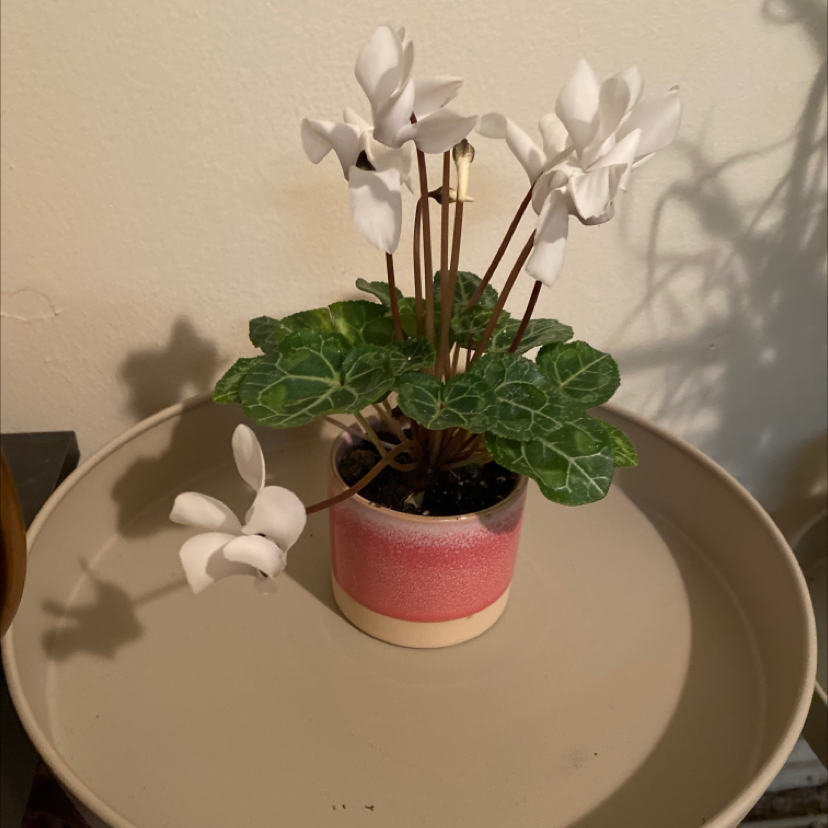 A healthy Persian Cyclamen plant with lush green foliage and white flowers in full bloom, planted in a small pink pot.