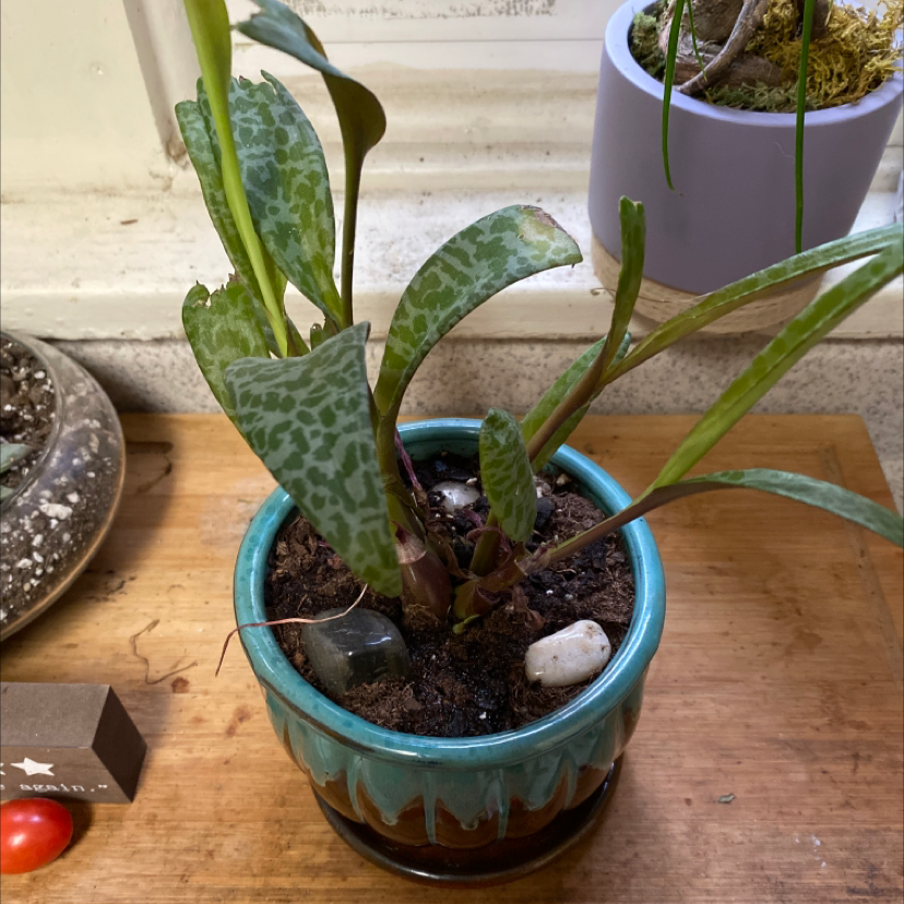 Silver Squill plant in a small pot with healthy, mottled leaves and visible soil.