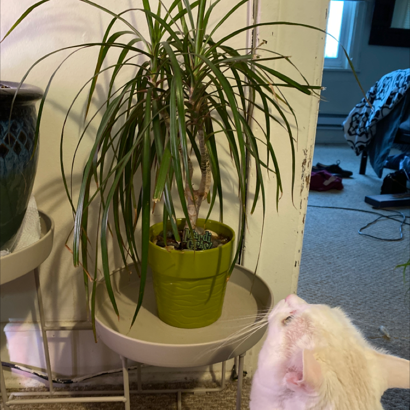 Dragon Tree plant photo by @CrazyPlantLady named Dragon on Greg, the plant care app.