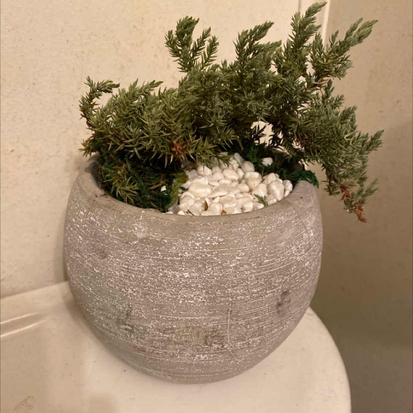 Potted Sargent Juniper plant with some browning at the tips of a few branches.