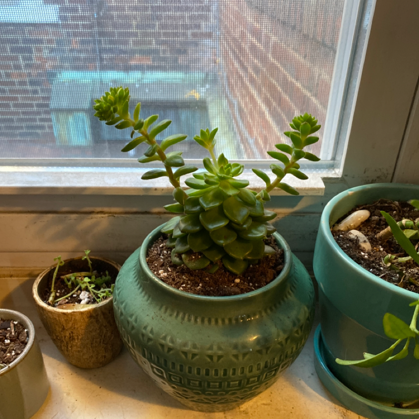Crested Blue Flame succulent in a decorative pot on a windowsill, with visible soil and no signs of discoloration.