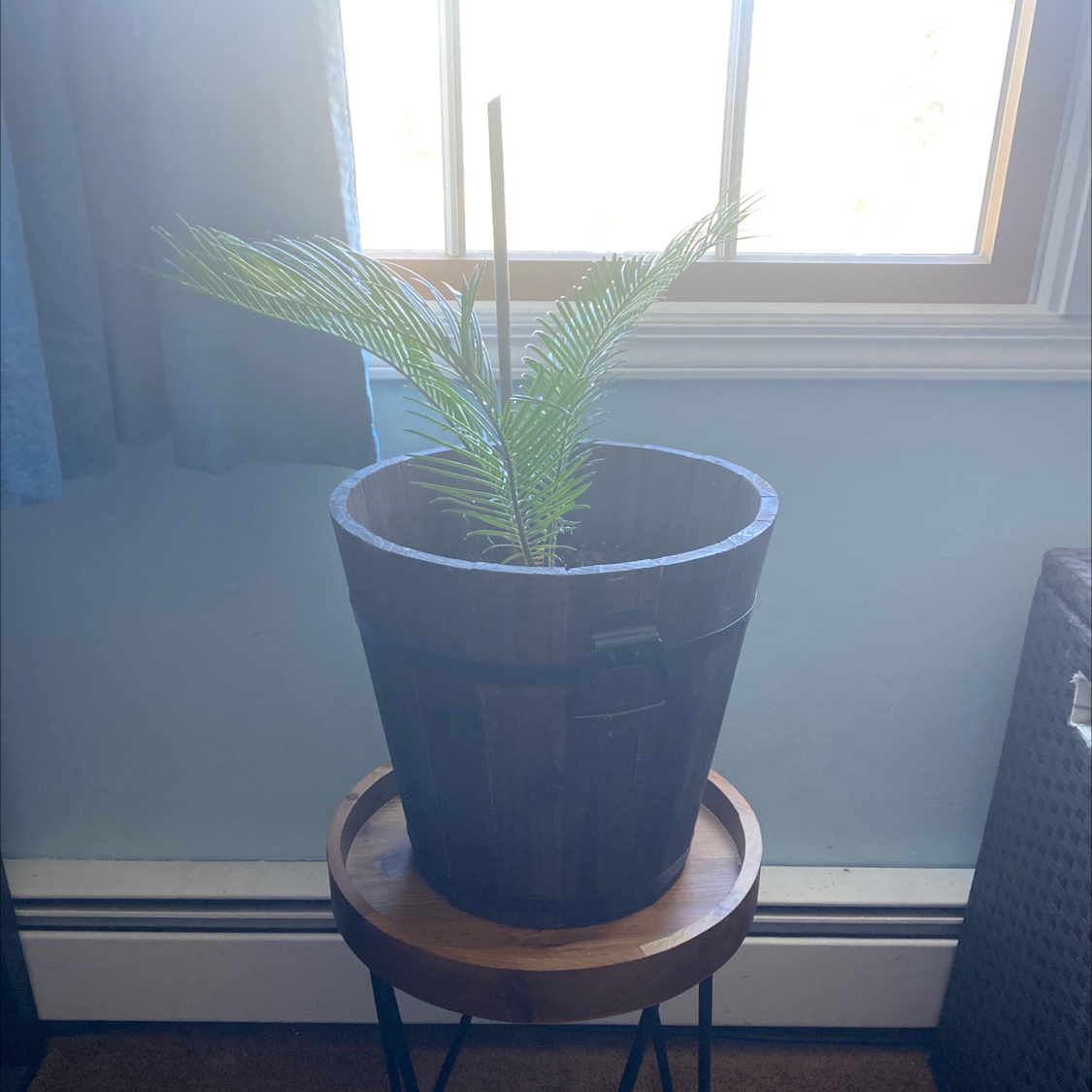 Young Sago Palm in a wooden pot on a stand near a window.