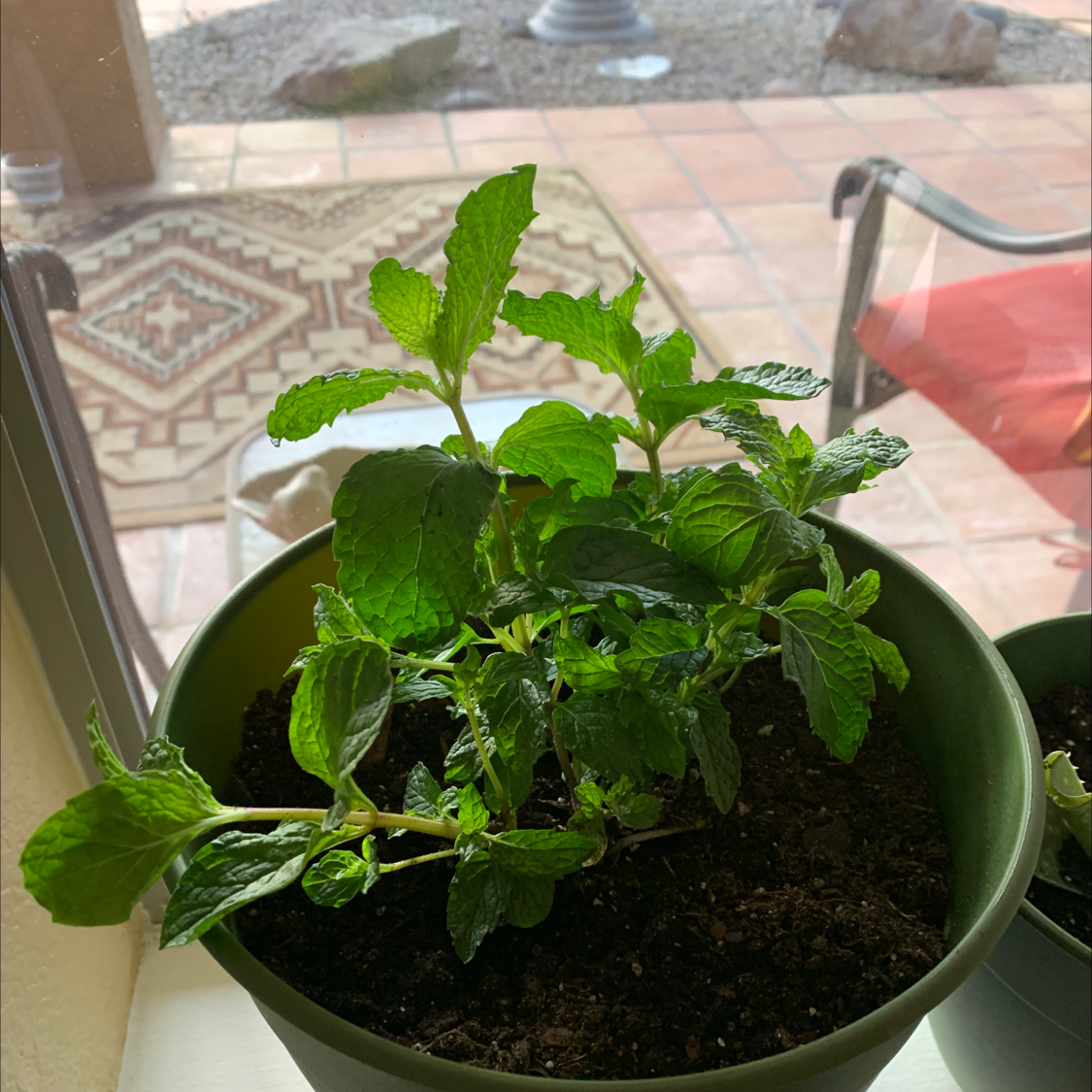 Photo of the plant species Spearmint by @Jalapenopuffer named Julep on Greg, the plant care app