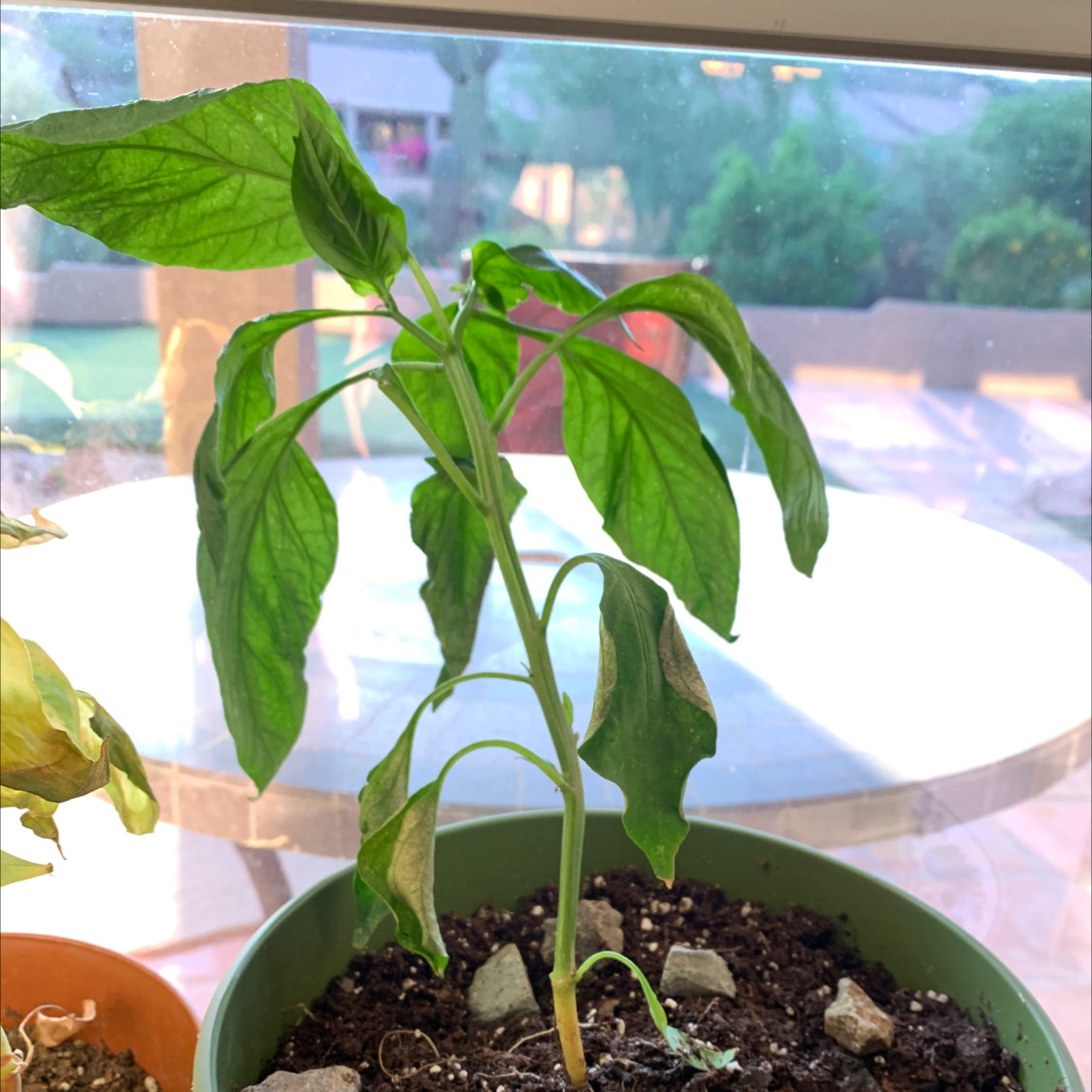 Photo of the plant species Jalapeño Pepper by @Jalapenopuffer named Spicy Guy on Greg, the plant care app