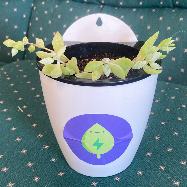 Photo of the plant species Cotyledon 'White Sprite' by @next2happy named Molly on Greg, the plant care app