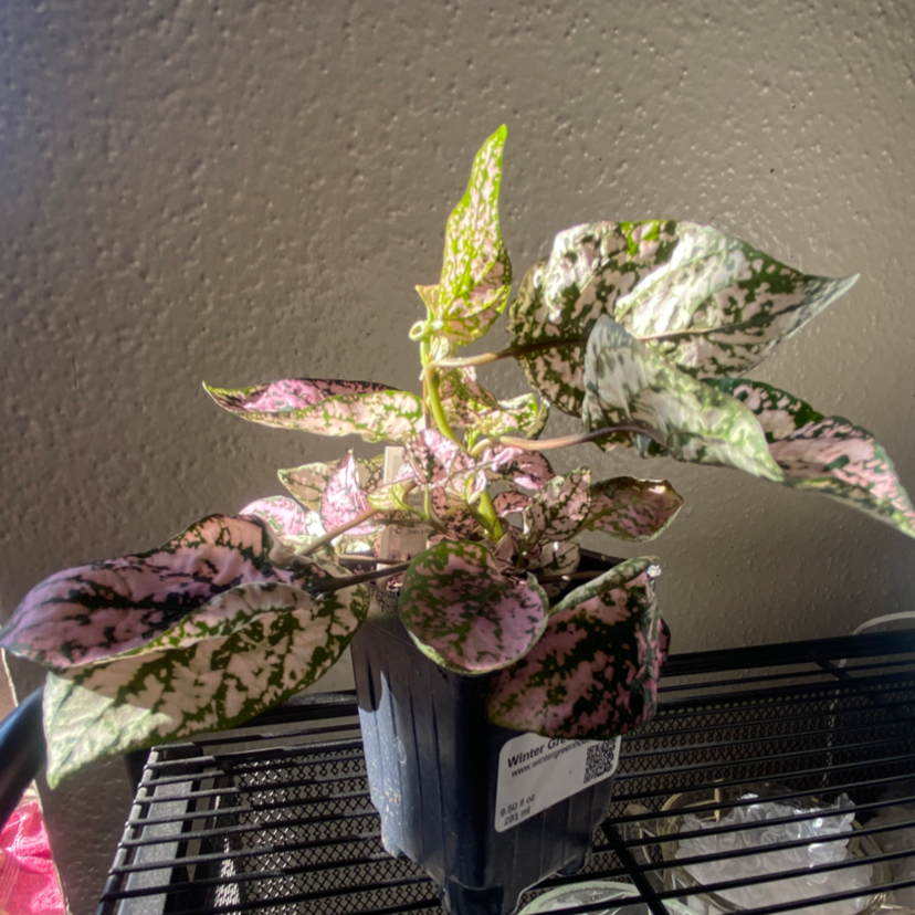 Polka Dot Plant plant photo by @next2happy named Pearl on Greg, the plant care app.