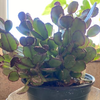 Easter Cactus plant in Somewhere on Earth