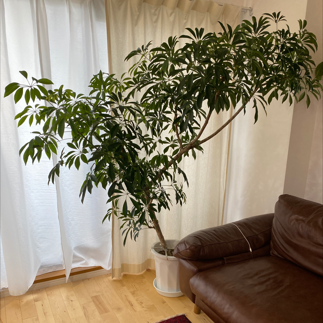 Photo of the plant species Umbrella Tree by Kame named グリちゃん on Greg, the plant care app