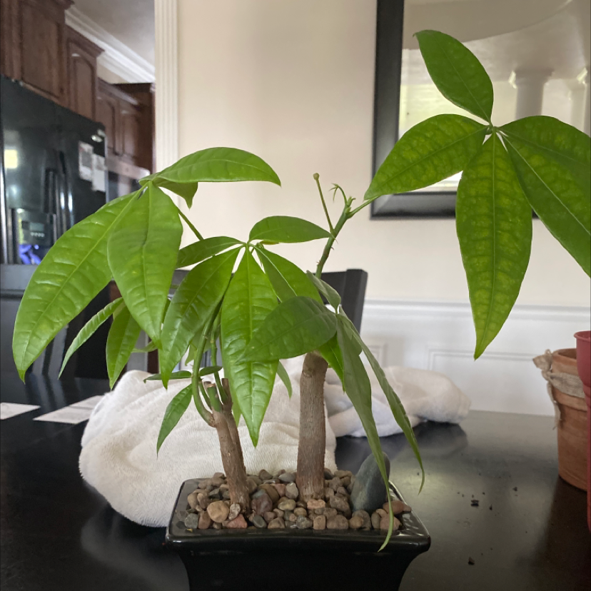 Money Tree plant photo by @AddisOasis named Mando on Greg, the plant care app.
