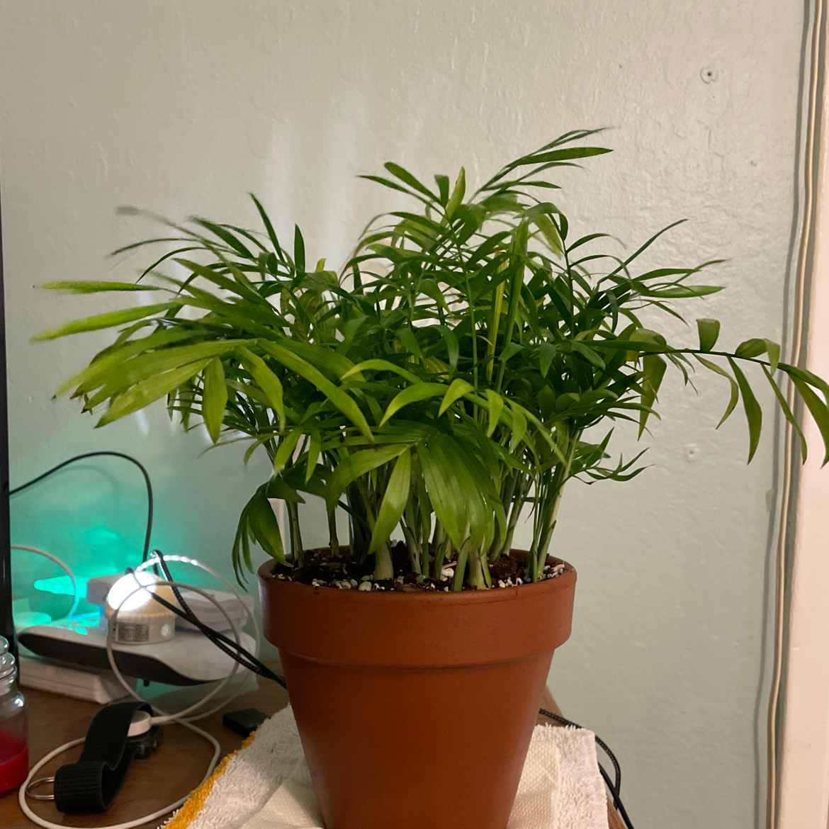 Parlour Palm plant photo by @Suzhiheng named Robert on Greg, the plant care app.