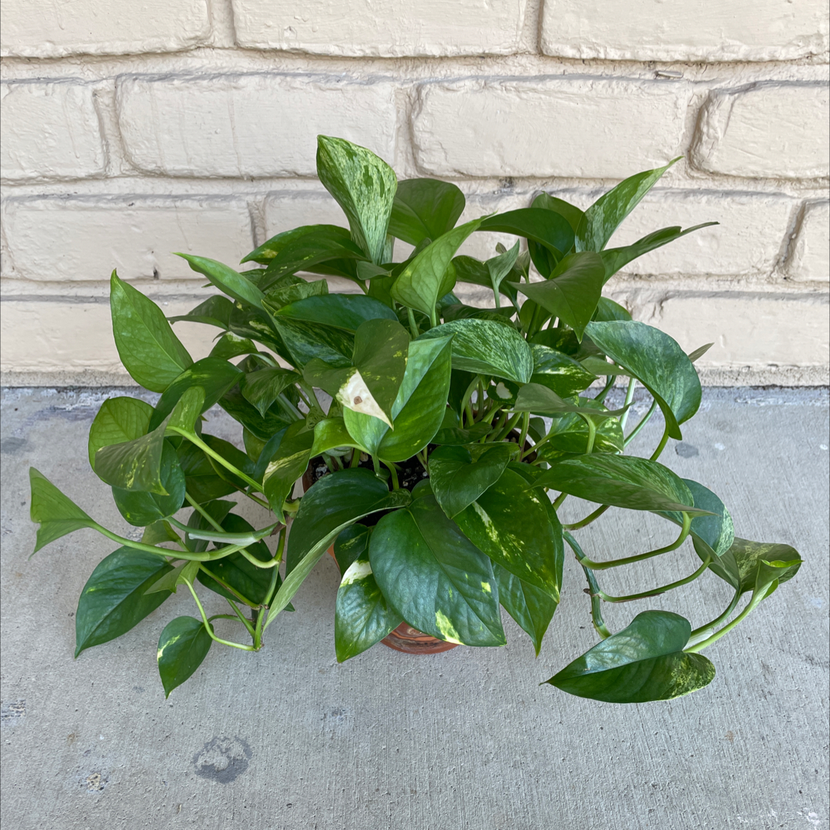 Healthy Marble Queen Pothos plant with vibrant green leaves.