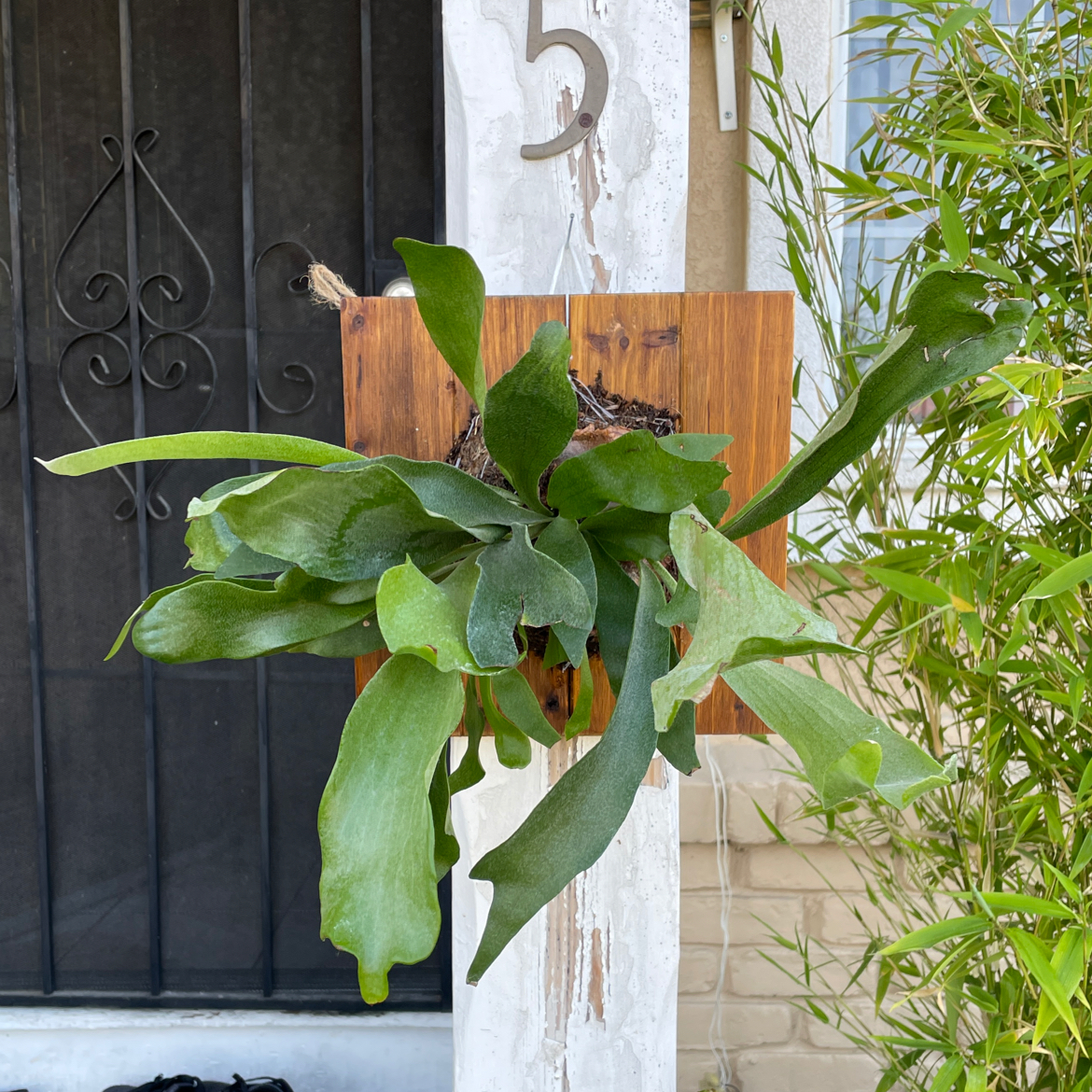 Elkhorn Fern mounted on a wooden board, healthy green leaves, background includes door and bamboo plants.